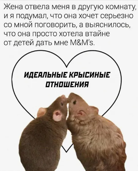 Идеальные крысиные отношения
