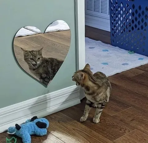 Кот увидел себя в сердце