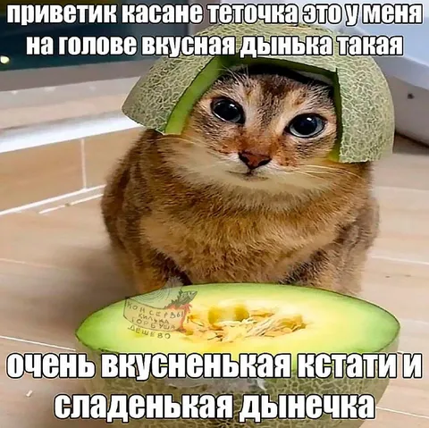 Кот с дынькой на голове