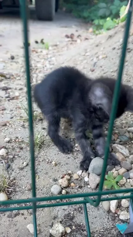 Котёнок и булыжник