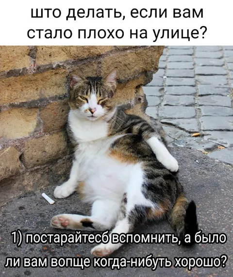 Коту плохо на улице