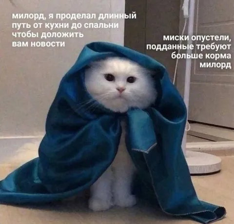 Кот сообщает об опустевших мисках