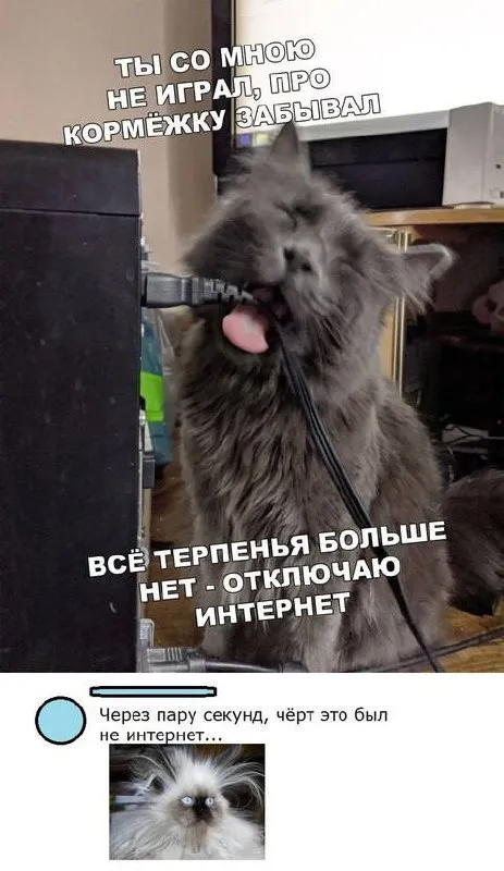 Кот отключает интернет