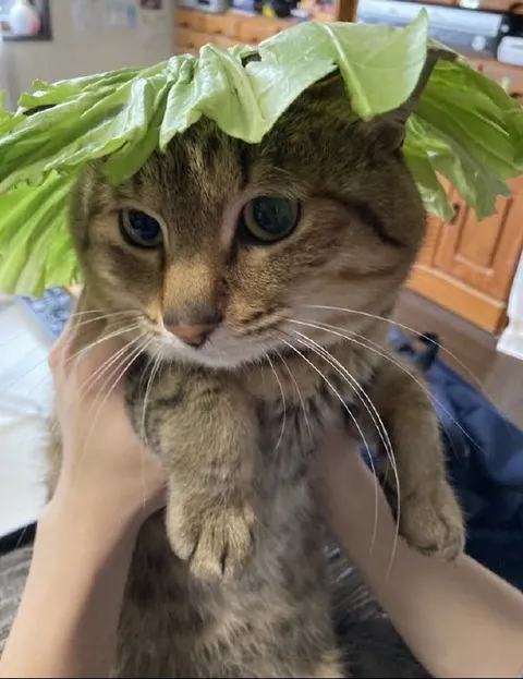 Кот в салатной шапке