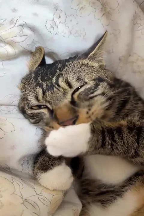Котик засыпает с лапкой
