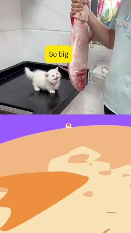 Kitten Discovers a Giant Fish