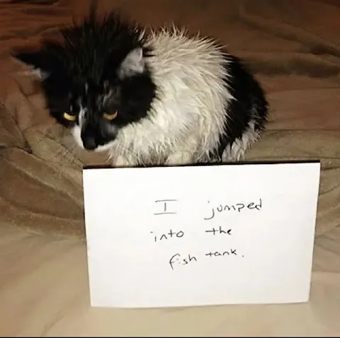 Cat Jumped Into the Fish Tank