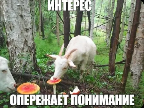 Интерес опережает понимание