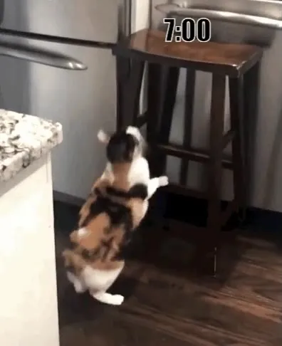 Кошка прогуливает школу