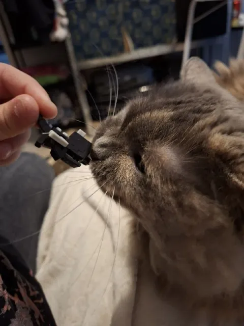 Кот нюхает клавишный свитч