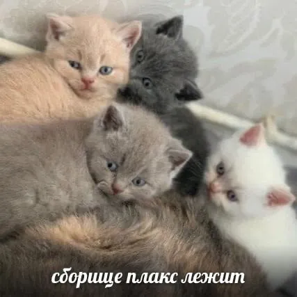 Софрище плакс лежит