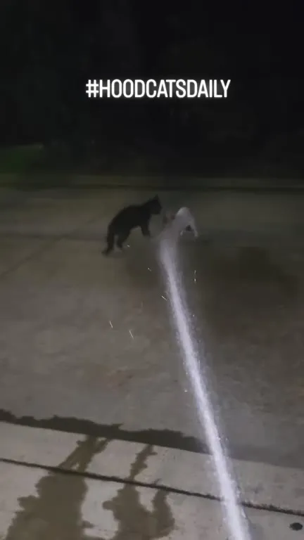 Коты убегают от струи воды