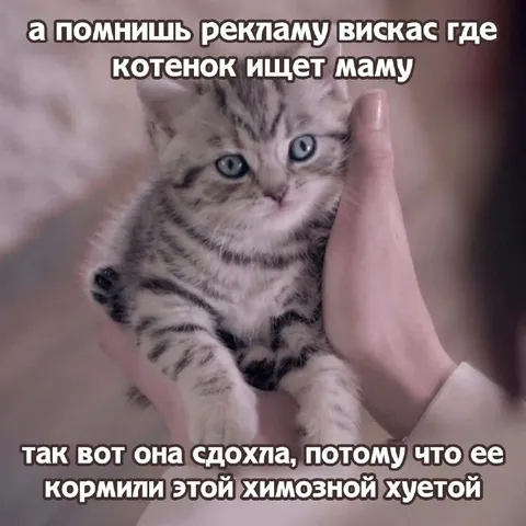 Котёнок ищет маму