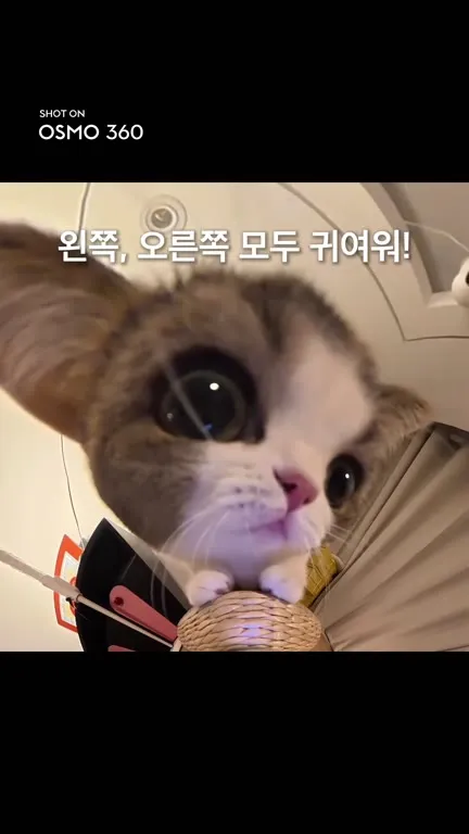 왼쪽 오른쪽 모두 귀여운 고양이