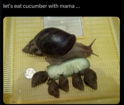 Snail Family Cucumber Dinner