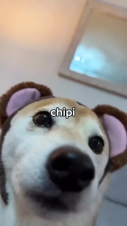 Chipi Daba Dubi Boom Dog