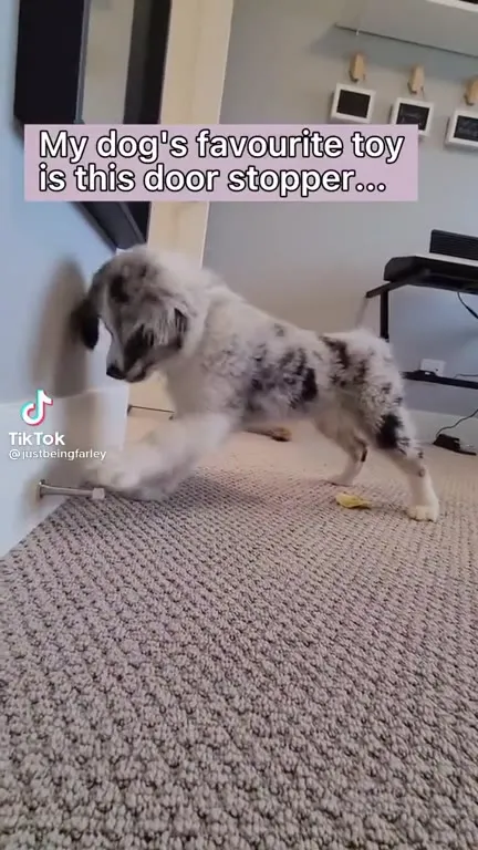 Dog's Favourite Door Stopper