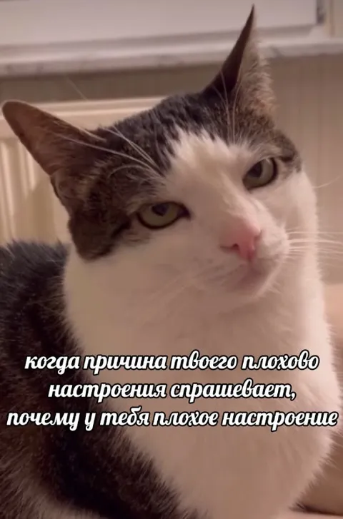 Причина плохого настроения спрашивает