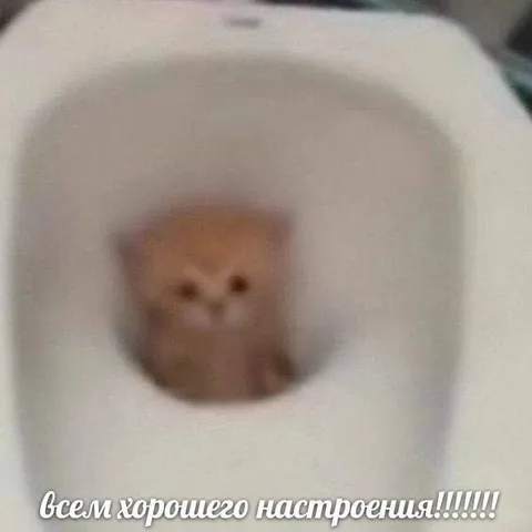 Кот желает хорошего настроения