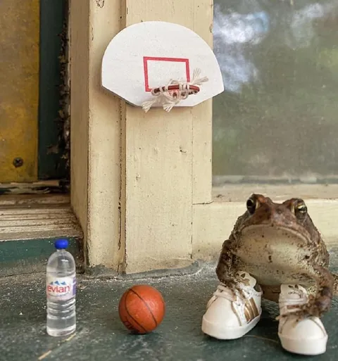 Жаба не попала в кольцо