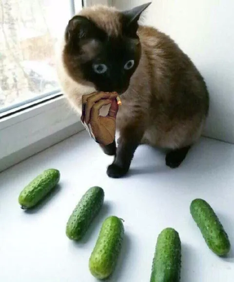 Кот курит среди огурцов