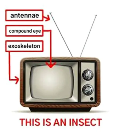 This Is an Insect TV