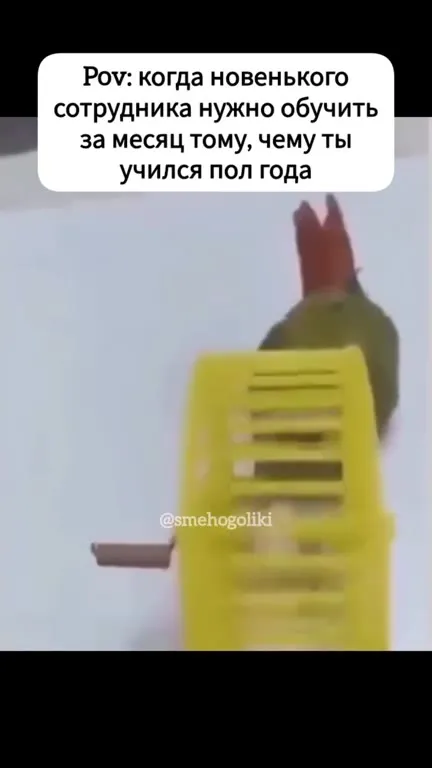 Обучение новичка за месяц
