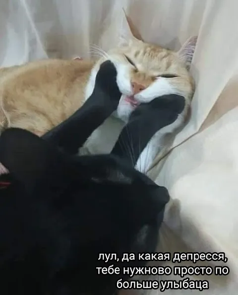 Кот советует больше улыбаться