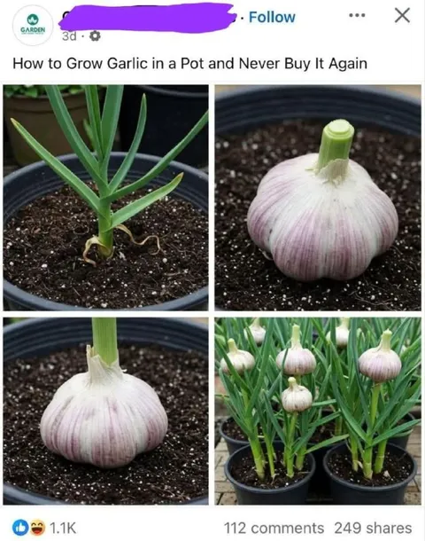 Grow Garlic in a Pot