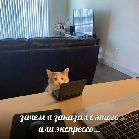 Кот заказал с Алиэкспресс