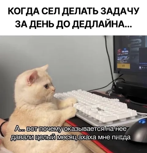 Кот делает задачу перед дедлайном
