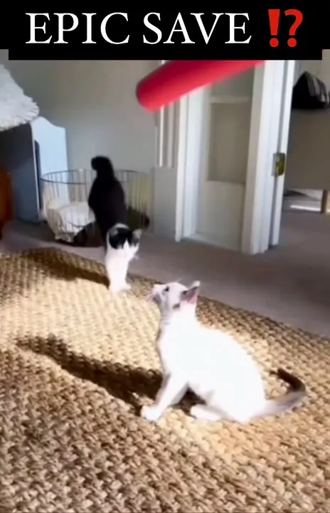 Epic Save Cat Rescue