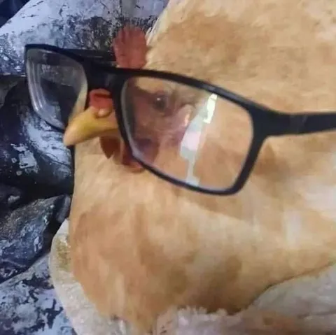 Курица в очках