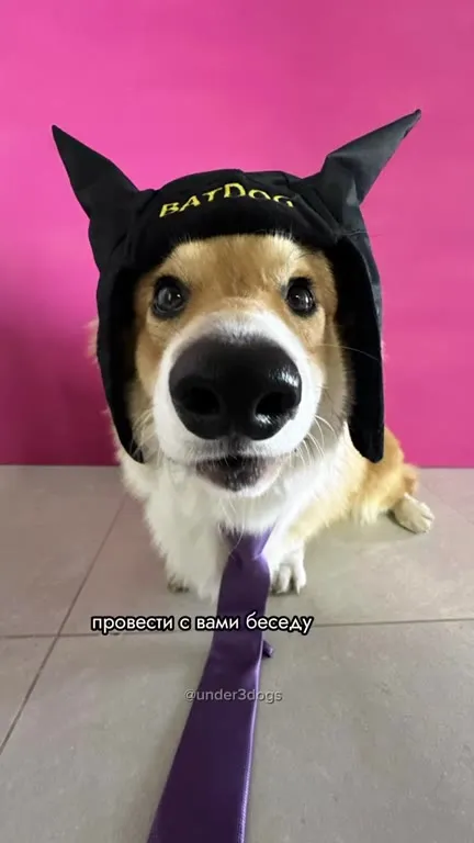 Собака-нотариус на выходном