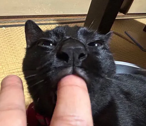 Кот с пальцем во рту