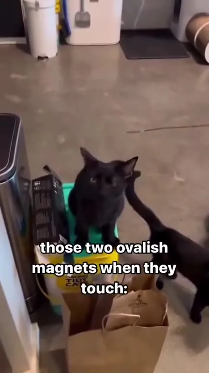 Two Ovalish Magnets When They Touch