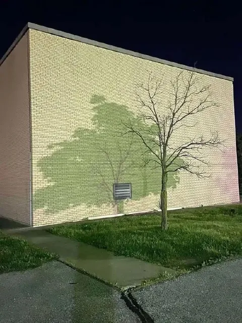 Дерево и его тень