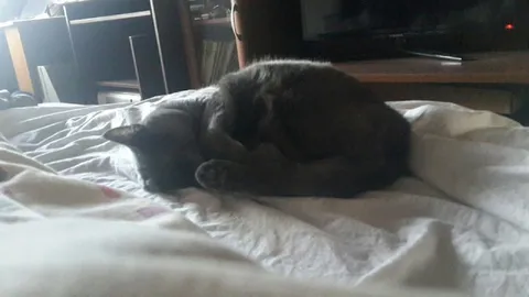 Кот свернулся клубочком