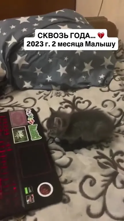 Сквозь года с котом