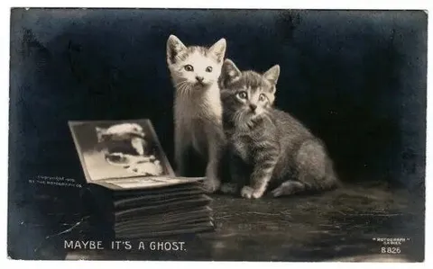 Maybe It's a Ghost Cat