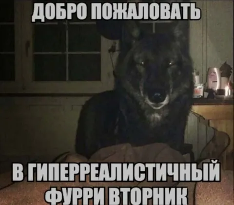 Добро пожаловать в фурри вторник
