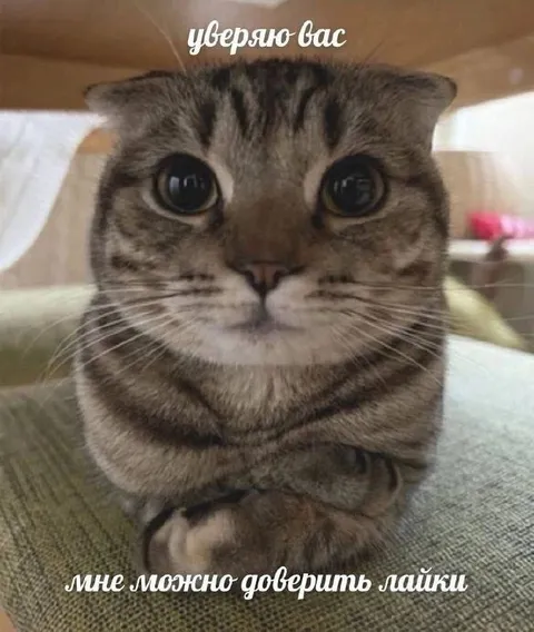 Кот, которому можно доверить лайки