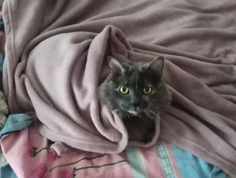 Кот, укрывшийся одеялом