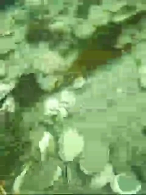 Крабы танцуют под Crab Rave