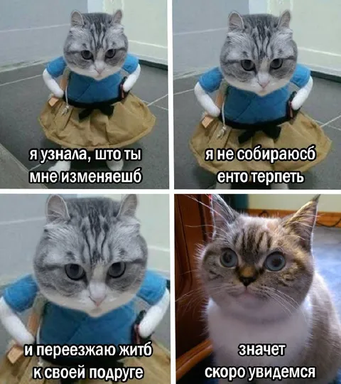 Кошка узнала об измене