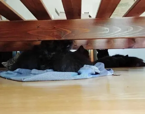 Котята под скамейкой