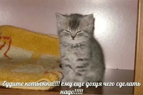 Разбудите котёнка, ему ещё работать