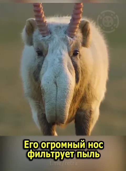 Сайгак с огромным носом