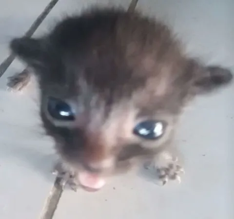 Котёнок с высунутым языком