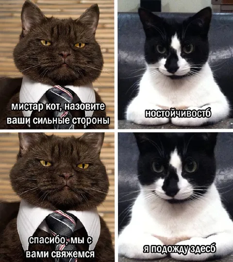 Кот на собеседовании